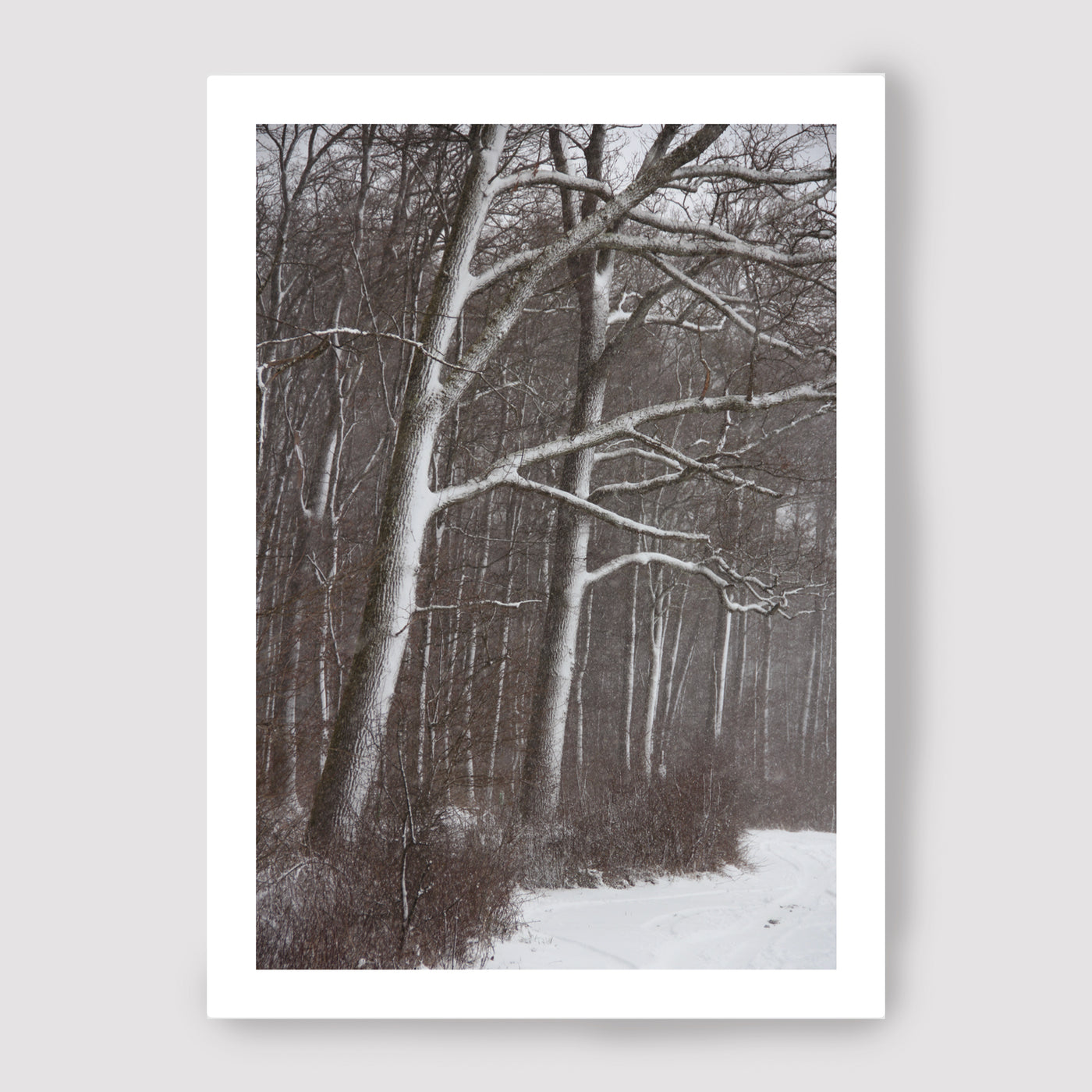 Carte des arbres en hiver